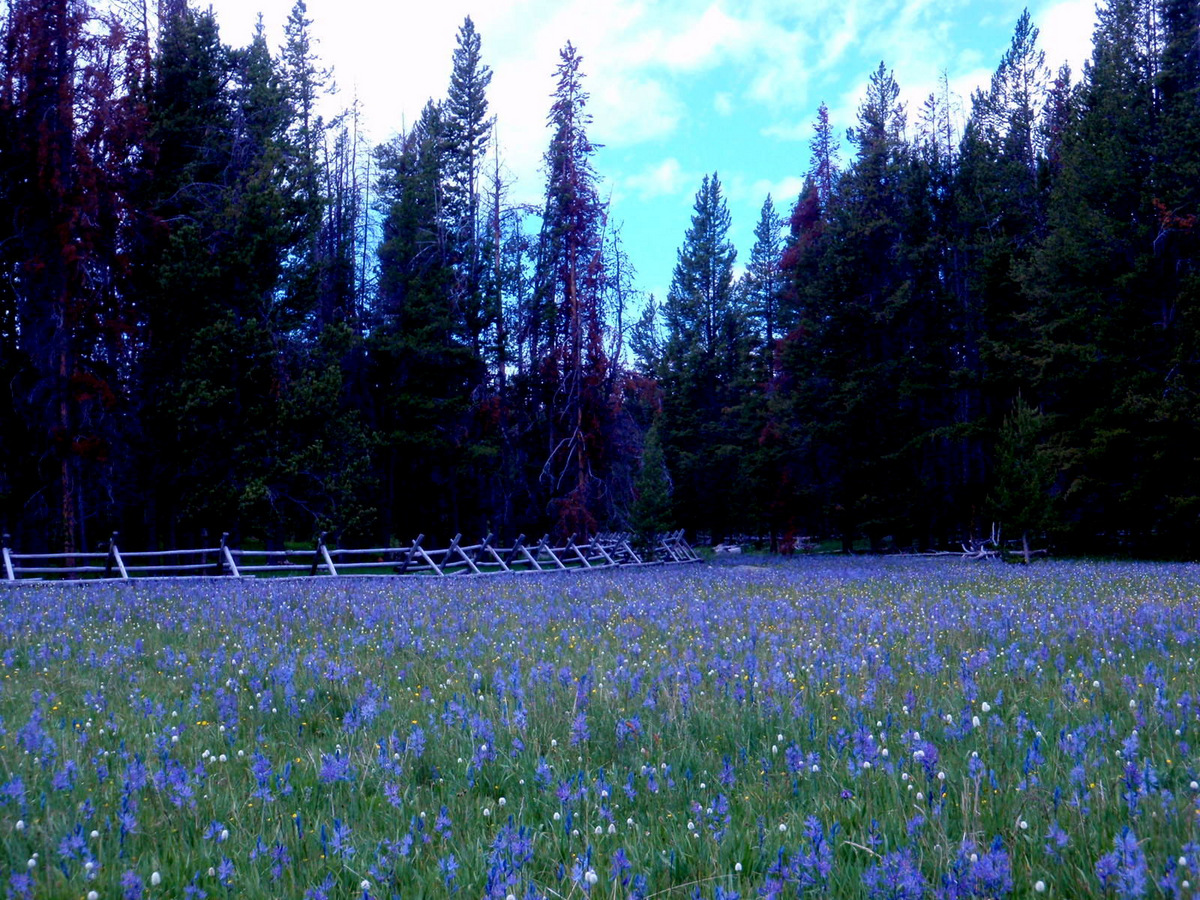 Field of Blue Camas.